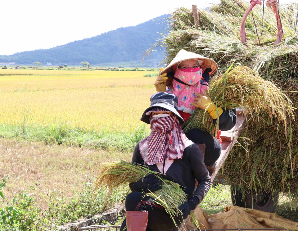 Niềm vui được mùa. (Ảnh: Hồng Điệp/TTXVN)