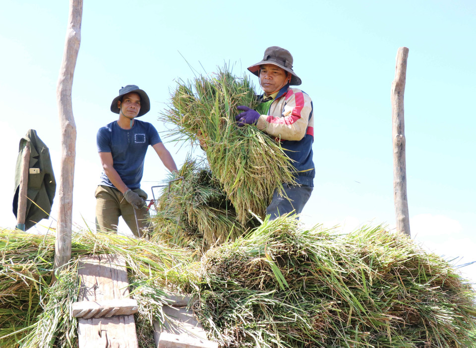 Bà con người dân tộc Jrai tại tỉnh Gia Lai thu hoạc lúa. (Ảnh: Hồng Điệp/TTXVN)