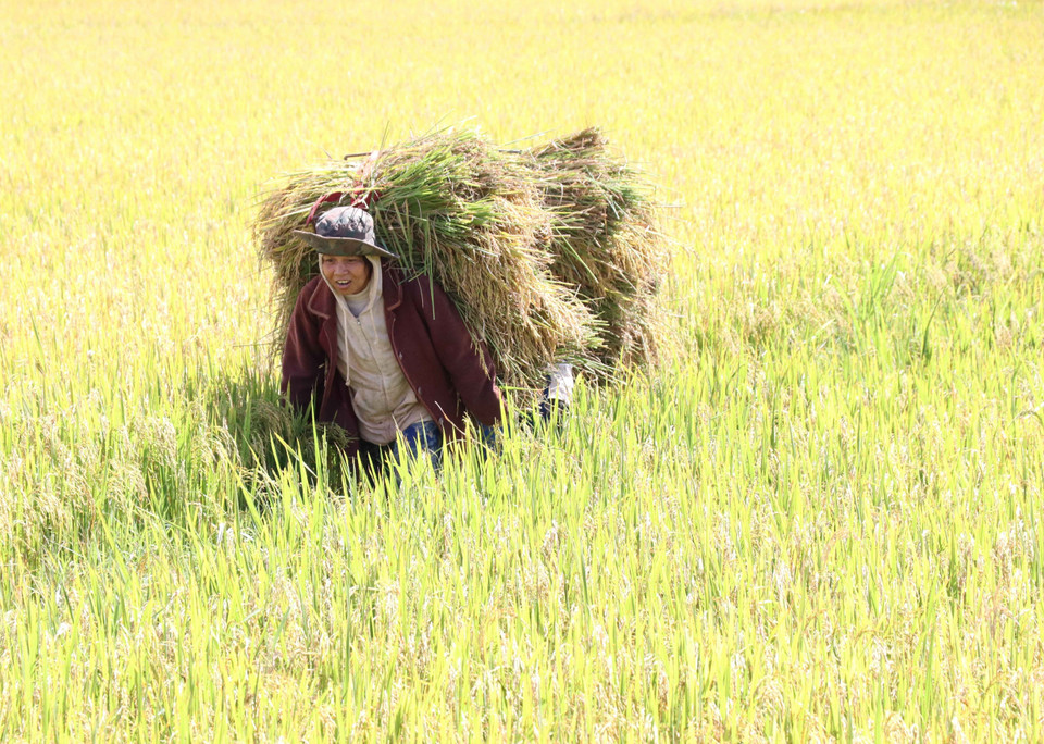 Bà con dân tộc Jrai thu hoạch lúa. (Ảnh: Hồng Điệp/TTXVN)