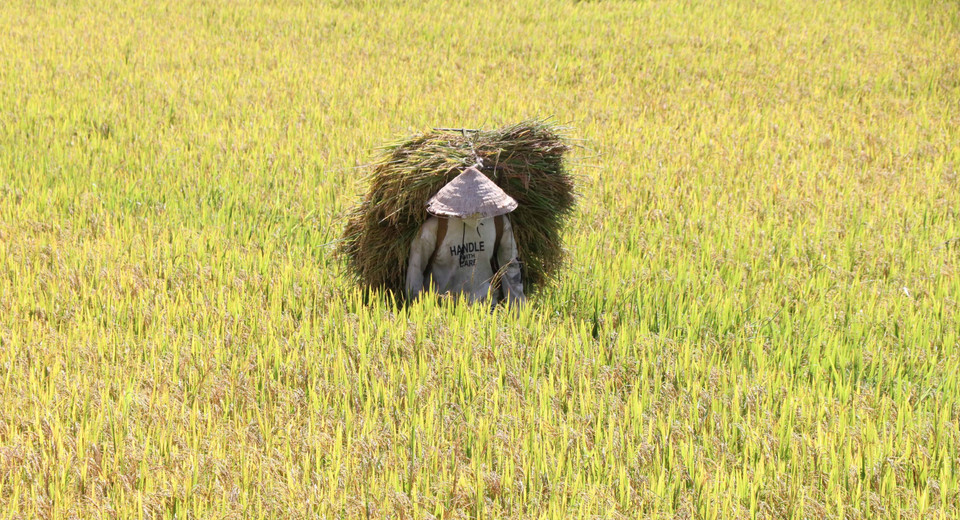 Những gùi lúa nặng trĩu vai. (Ảnh: Hồng Điệp/TTXVN)