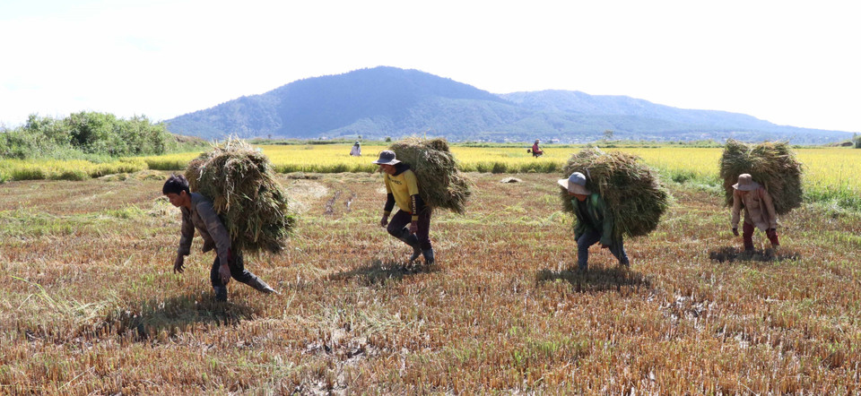 Bà con dân tộc Jrai thu hoạch lúa. (Ảnh: Hồng Điệp/TTXVN)