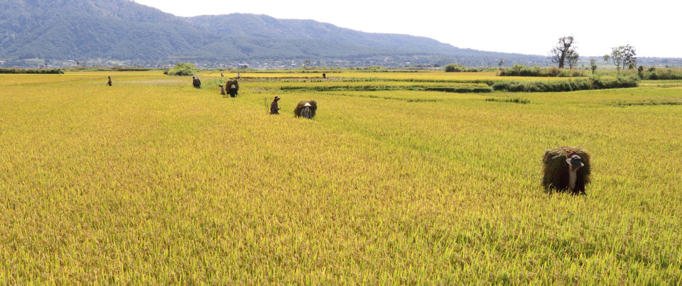 Bà con người dân tộc thiểu số tại Gia Lai thu hoạch lúa. (Ảnh: Hồng Điệp/TTXVN)