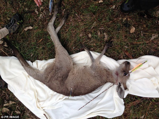 Chú chuột túi đã được đưa tới Bệnh viện động vật hoang dã Australia. (Nguồn: Daily Mail)