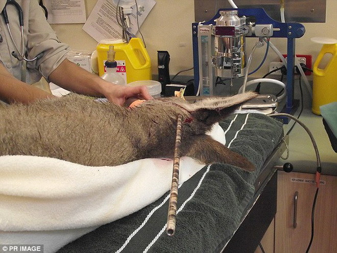 Các bác sỹ đã phẫu thuật để lấy mũi tên khỏi đầu con chuột túi. (Nguồn: Daily Mail)