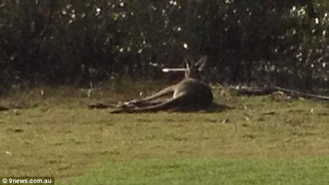 Cảnh sát đang tiến hành điều tra đối tượng đã bắn chú chuôt túi. (Nguồn: Daily Mail)