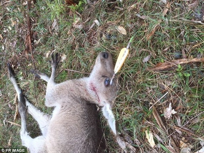 Những người đi đường đã phát hiện ra chú chuột túi khi nó đang nằm quỵ xuống bãi cỏ. (Nguồn: Daily Mail)