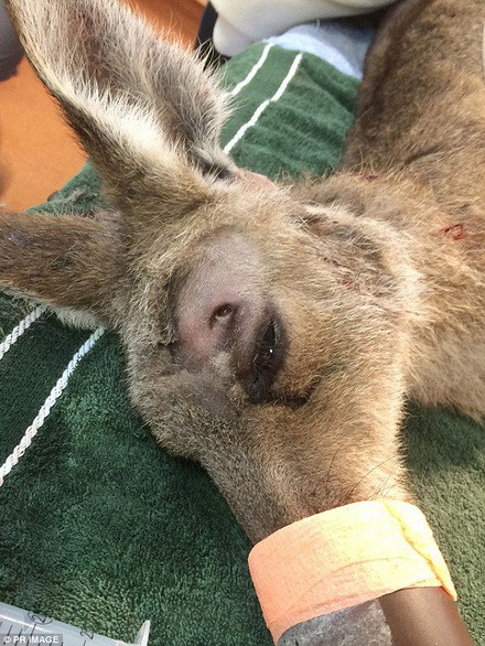 Các bác sỹ đã phẫu thuật để lấy mũi tên khỏi đầu con chuột túi. (Nguồn: Daily Mail)