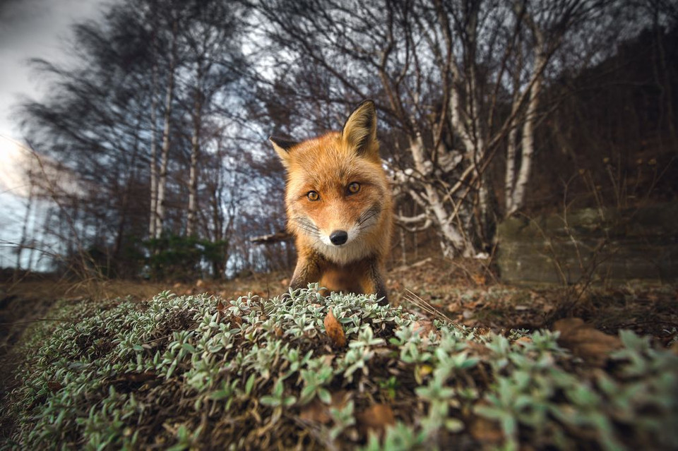Một con cáo tò mò tiếp cận máy ảnh của nhiếp ảnh gia Boris Barabáš. (Nguồn: NatGeo)