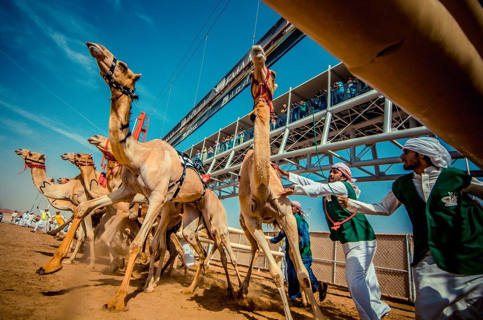 Một cuộc đua lạc đà ở Dubai, Các Tiểu Vương quốc Arab Thống nhất. (Nguồn: NatGeo)