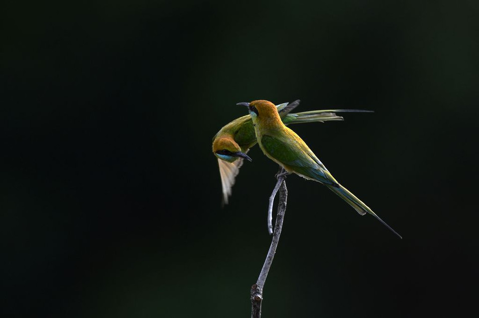 Đôi chim phướn. (Nguồn: NatGeo)