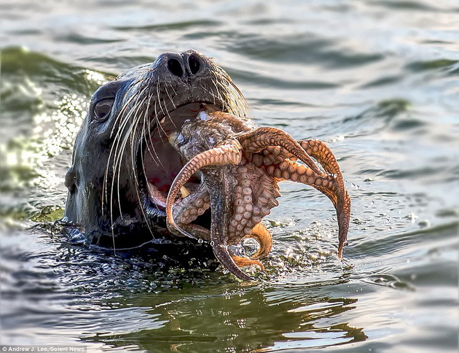 Chú bạch tuộc cố gắng chống trả. (Nguồn: Solent News)