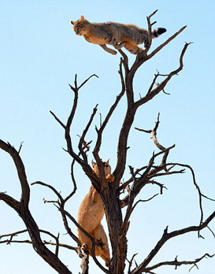 Con mèo rừng đã leo lên cái cây cao khoảng 30m để chạy trốn chú linh miêu tai đen. (Nguồn: Daily Mail)