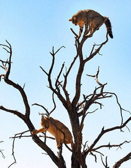 Công viên Kgalagadi Transfrontier nằm ở khu vực biên giới giữa Nam Phi và Botswana. (Nguồn: Daily Mail)
