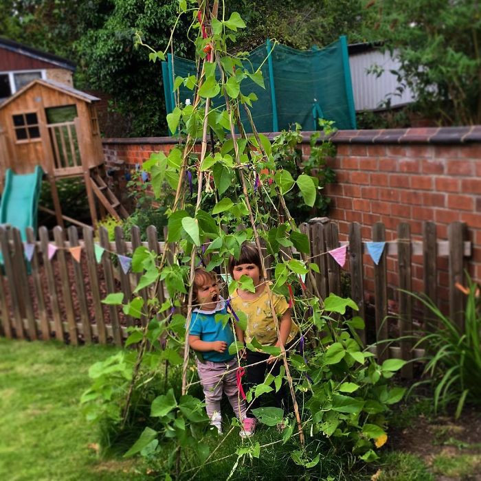 Tận dụng yếu tố mọc nhanh và dễ dàng của cây đậu, nhiều bố mẹ đã khéo léo tạo nên những túp lều xanh mướt cho con trong một thời gian ngắn. (Nguồn: Boredpanda)