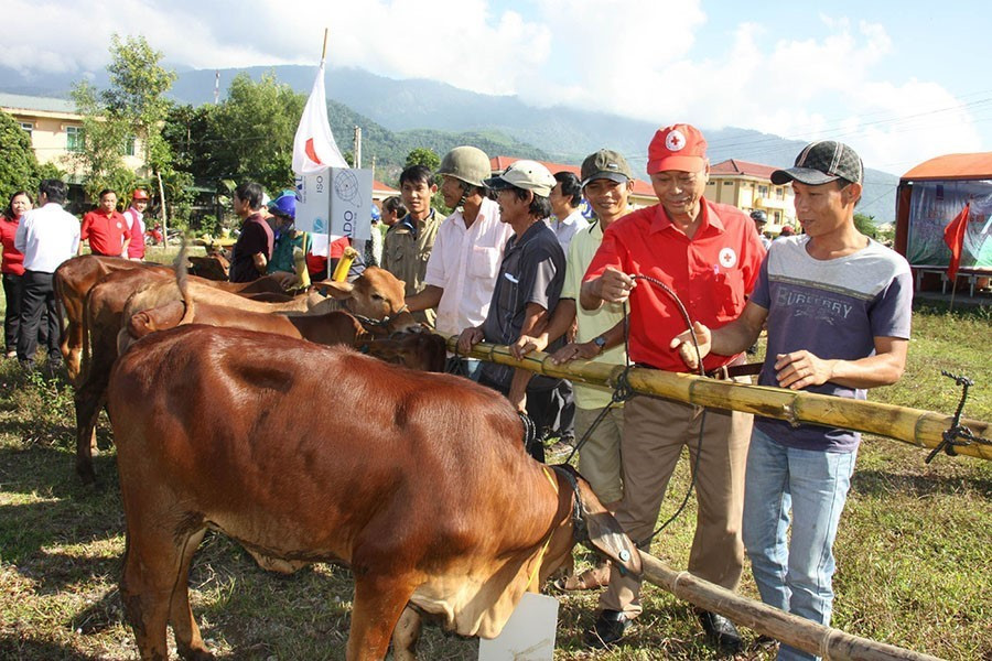 Hội Chữ thập đỏ Việt Nam phối hợp với Hội Chữ thập đỏ tỉnh Quảng Ngãi tổ chức trao tặng 100 con bò giống thuộc dự án “Ngân hàng bò” cho 100 hộ đồng bào nghèo, có hoàn cảnh đặc biệt khó khăn của 7 xã, thị trấn (tháng 12/2015). (Ảnh: Sỹ Thắng/TTXVN)