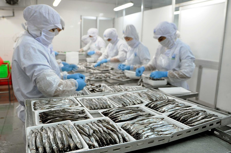 Dây chuyền sản xuất thủy hải sản đông lạnh tại nhà máy của Công ty Cổ Phần Sài Gòn Food (Thành phố Hồ Chí Minh) chuyên sản xuất và kinh doanh thủy hải sản đông lạnh, thực phẩm chế biến ăn liền cung cấp cho thị trường nội địa và xuất khẩu. (Ảnh: An Hiếu/TTXVN)