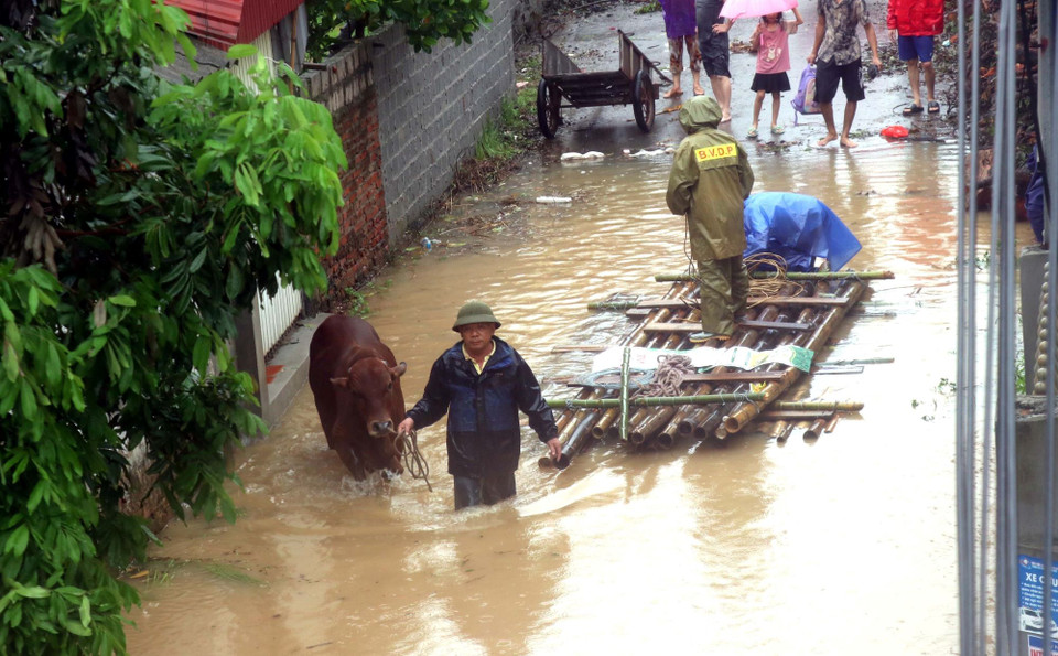 Người dân phường Lam Sơn, thành phố Hưng Yên di tản gia súc khi nước sông Hồng dâng cao. (Ảnh: Đinh Văn Nhiều/TTXVN)