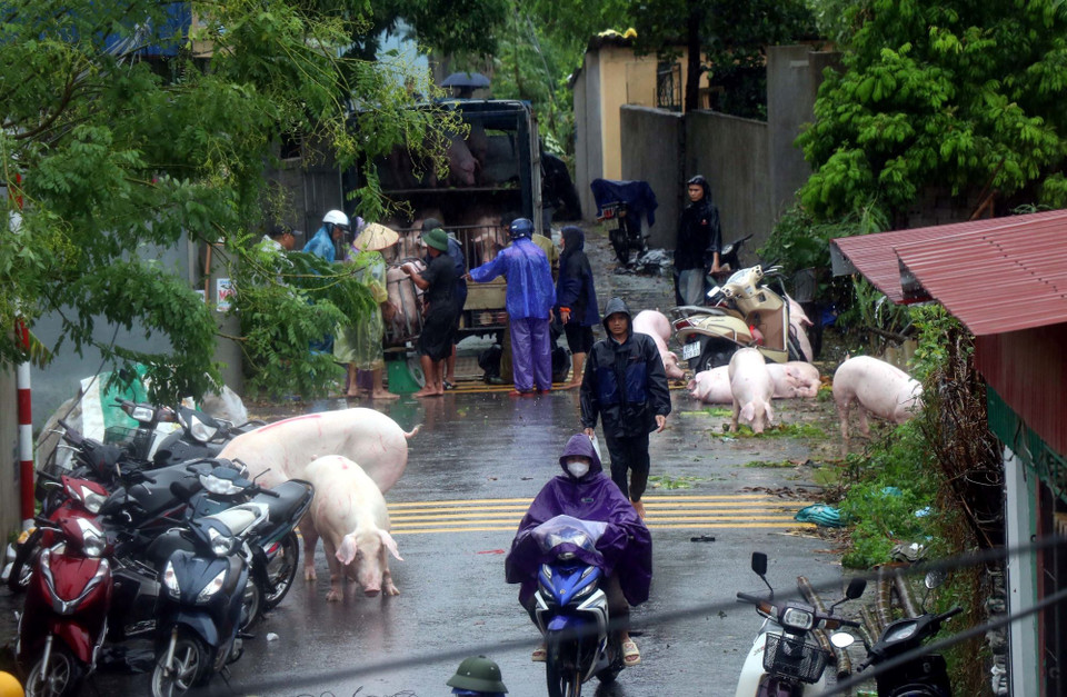 Người dân phường Lam Sơn, thành phố Hưng Yên di tản gia súc, gia cầm khi nước sông Hồng dâng cao. (Ảnh: Đinh Văn Nhiều/TTXVN)