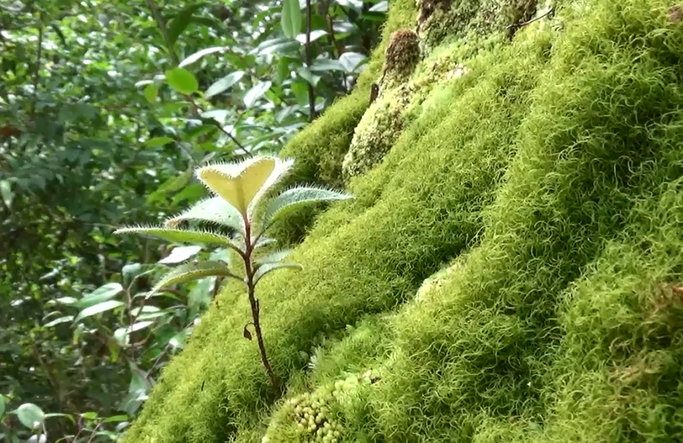 Rong rêu, địa chi bám đầy trên các gốc cây pơmu cổ thụ. (Ảnh: Hùng Võ/Vietnam+)