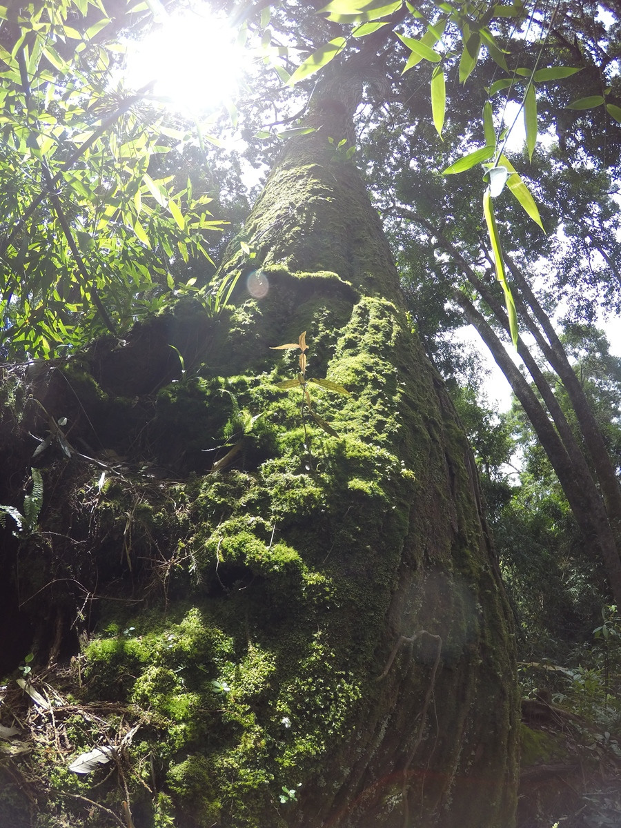 Rừng pơmu Tây Giang cũng được đánh giá là một trong những quần thể pơmu có tuổi đời lớn nhất và số lượng tập trung dày đặc nhất tại Việt Nam ở thời điểm hiện tại. (Ảnh: Hùng Võ/Vietnam+)