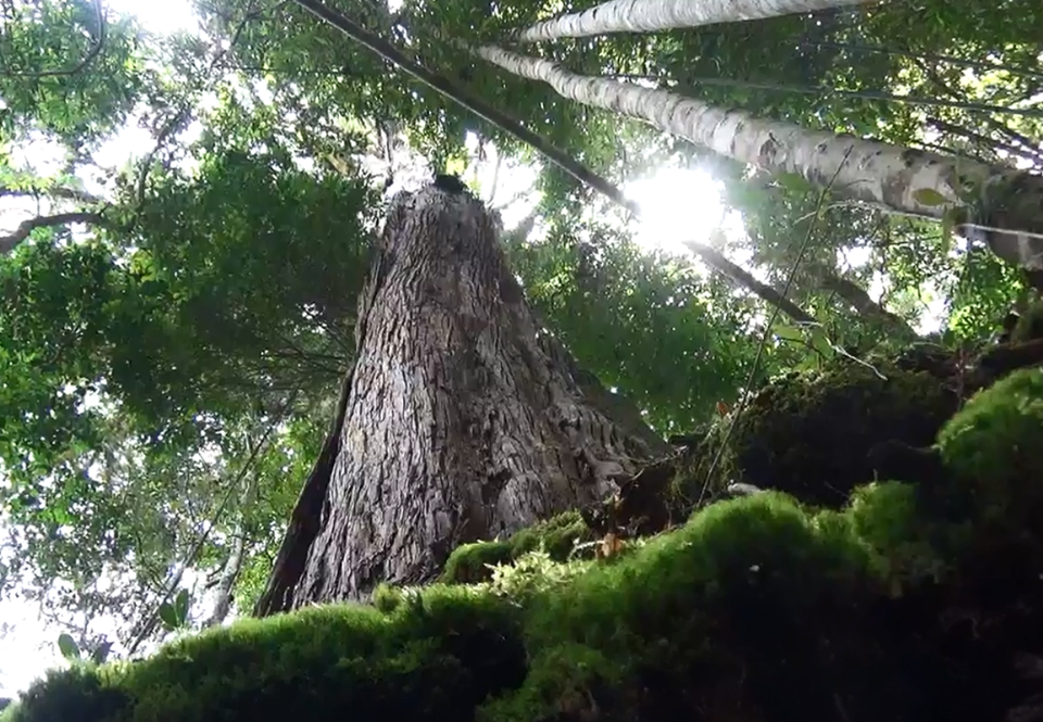 Năm 2016, qua khảo sát, tổng số cây pơmu đo, đếm được là 1.396 cây, trong đó 725 cây có đường kính 1,5m trở lên đã được Hội Bảo vệ Thiên nhiên và Môi trường Việt Nam công nhận cây di sản. (Ảnh: Hùng Võ/Vietnam+)