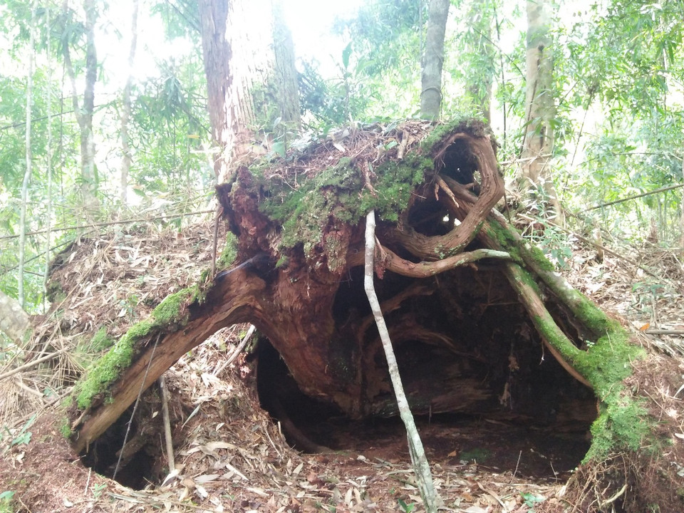 Một cây pơmu gốc có hình dáng kỳ lạ như hàm con ếch. (Ảnh: Hùng Võ/Vietnam+)
