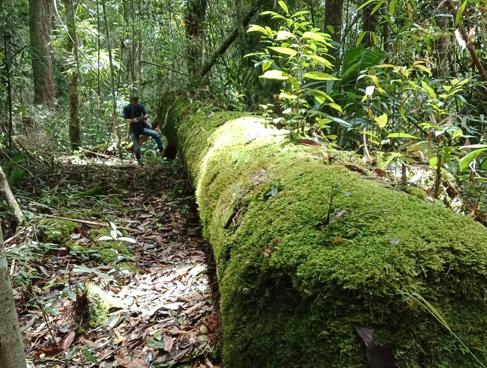 Rong rêu, địa chi bám đầy trên các gốc cây pơmu cổ thụ. (Ảnh: Hùng Võ/Vietnam+)
