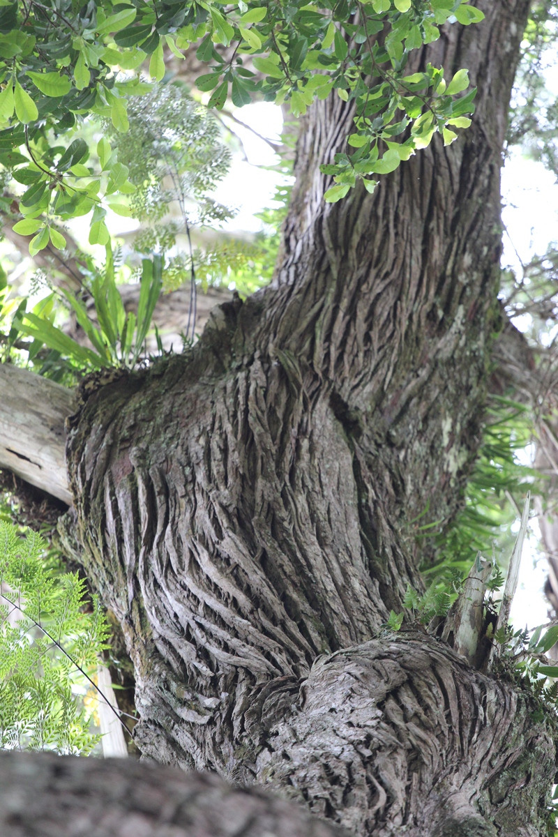 Cây pơmu cổ thụ. (Ảnh: Hùng Võ/Vietnam+)