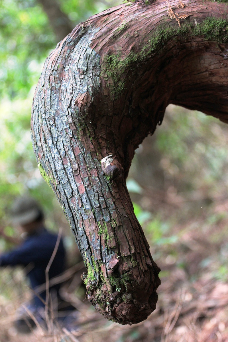 Hình dạng vòi con voi trên một gốc cây pơmu cổ thụ. (Ảnh: Hùng Võ/Vietnam+)