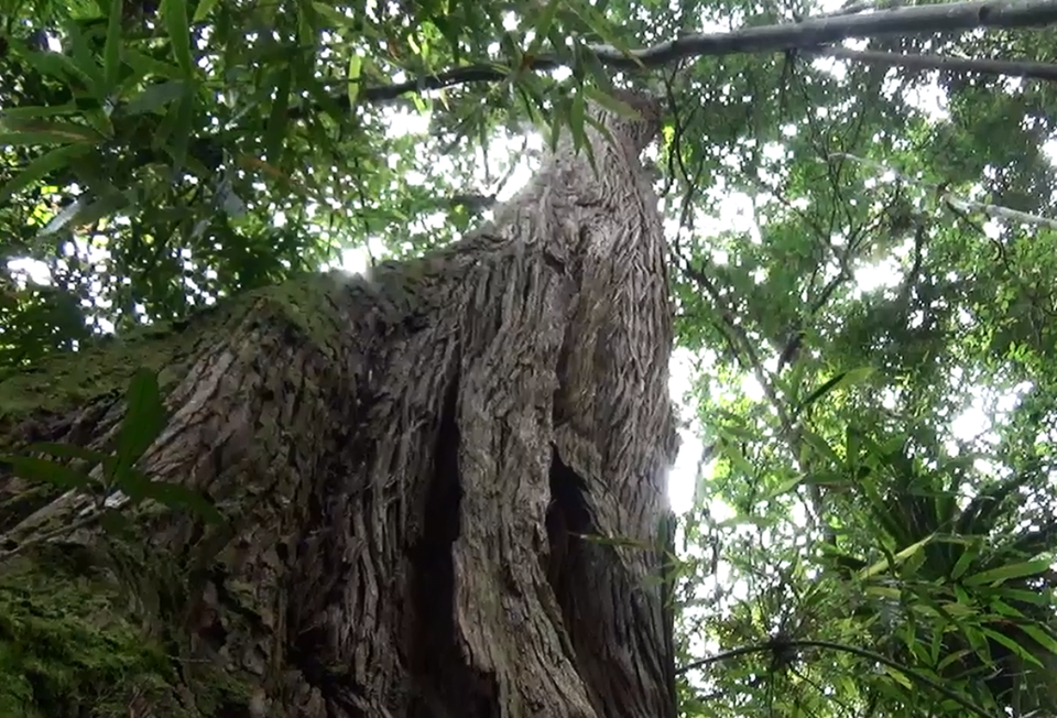 Pơmu được xem là loài cây linh thiêng của người Cơ Tu ở vùng cao, do đó được người dân hết sức giữ gìn, bảo vệ. (Ảnh: Hùng Võ/Vietnam+)