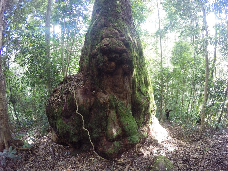 Hình dáng con hổ trên một gốc cây pơmu cổ thụ. (Ảnh: Hùng Võ/Vietnam+)