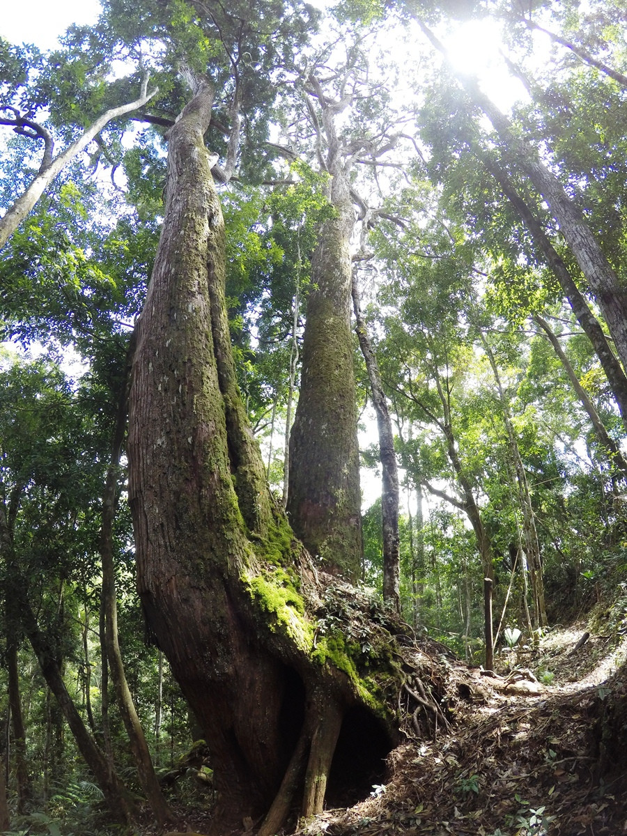 Tại Việt Nam, pơmu được coi là một loại gỗ quý do mùi thơm đặc trưng, vân gỗ đẹp cũng như trọng lượng khác thường và có đặc tính không bị mối mọt phá hoại. (Ảnh: Hùng Võ/Vietnam+)