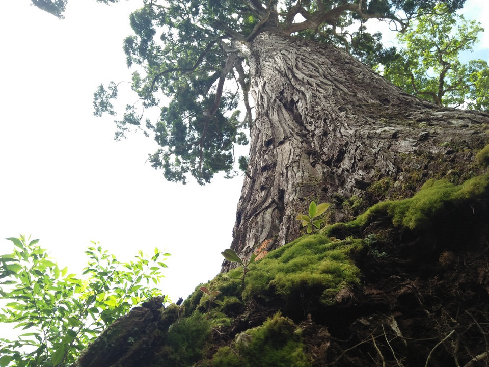 Cây pơmu cổ thụ. (Ảnh: Hùng Võ/Vietnam+)