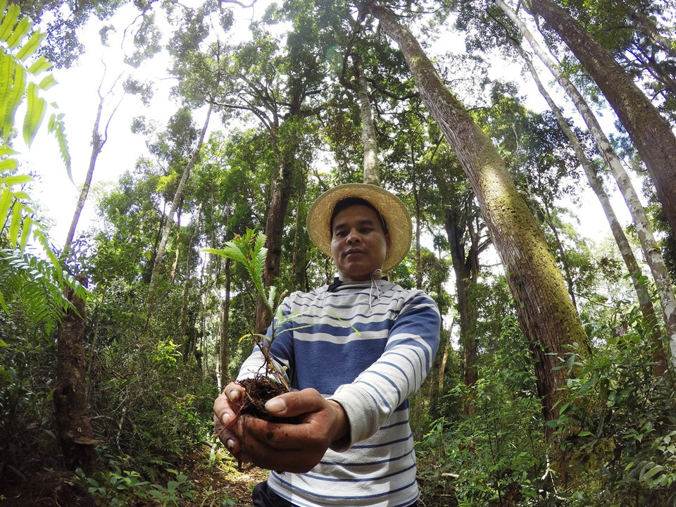 Người dân Cơ Tu bảo vệ quần thể rừng cây pơmu như người thân ruột thịt. (Ảnh: Hùng Võ/Vietnam+)