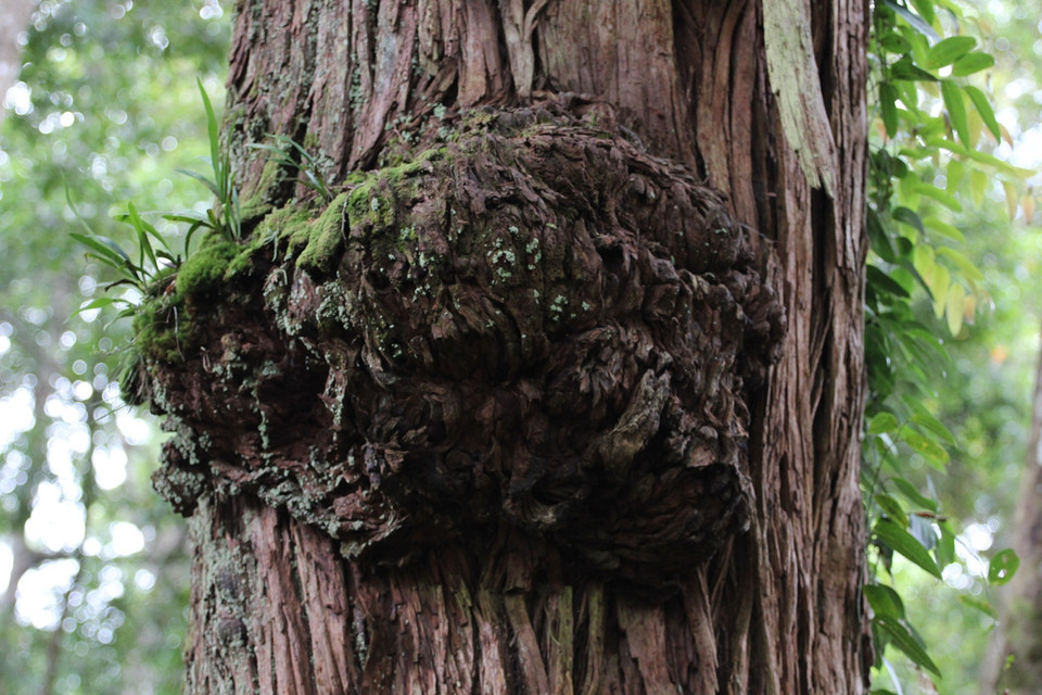 'Khối u' trên phần thân một cây pơmu cổ thụ. (Ảnh: Hùng Võ/Vietnam+)