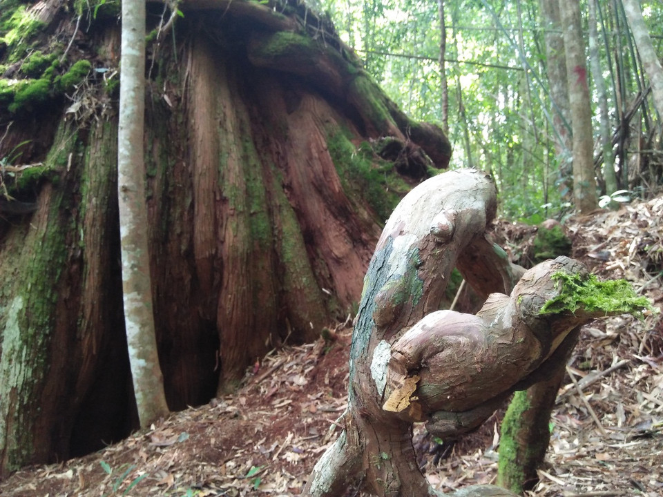 Rễ một gốc cây pơmu cổ thụ khác cũng có hình dáng giống con chim. (Ảnh: Hùng Võ/Vietnam+)