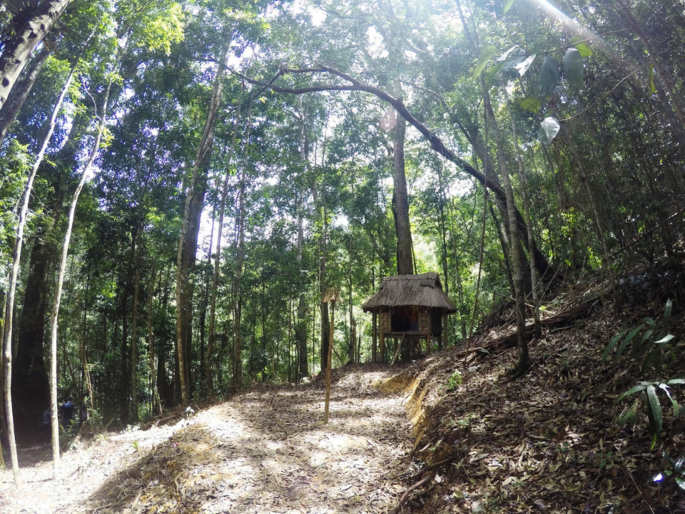 Người dân Cơ Tu lập bàn thờ cúng thần rừng trong quần thể pơmu cổ thụ để cầu bình an, may mắn. (Ảnh: Hùng Võ/Vietnam+)