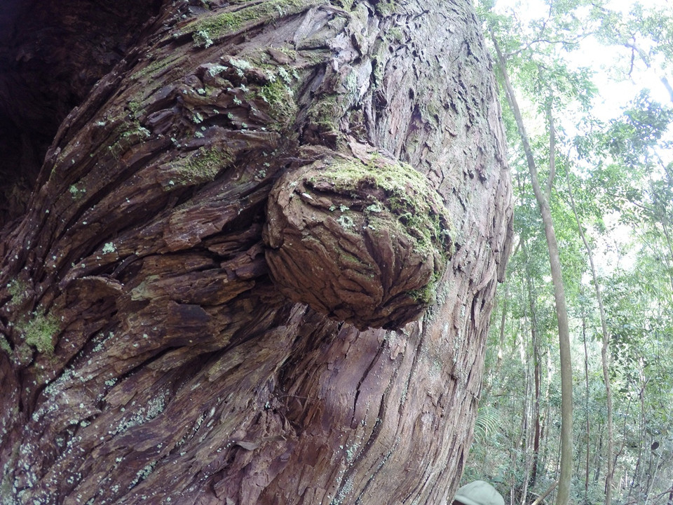 Một cây pơmu cổ thụ có hình dáng đặc biệt. (Ảnh: Hùng Võ/Vietnam+)