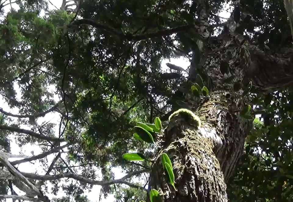 Những cây lan mọc trên phần thân cây pơmu cổ thụ. (Ảnh: Hùng Võ/Vietnam+)