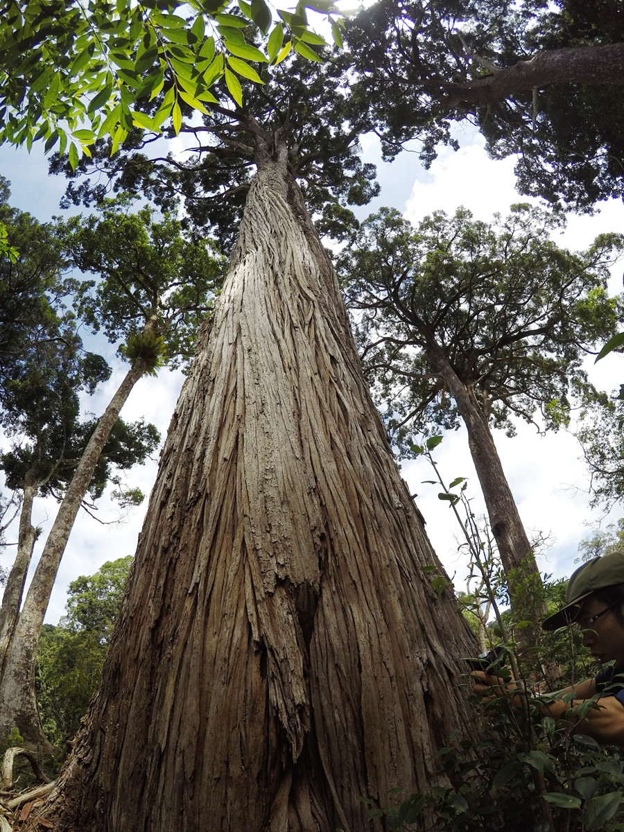 Cây pơmu cổ thụ. (Ảnh: Hùng Võ/Vietnam+)