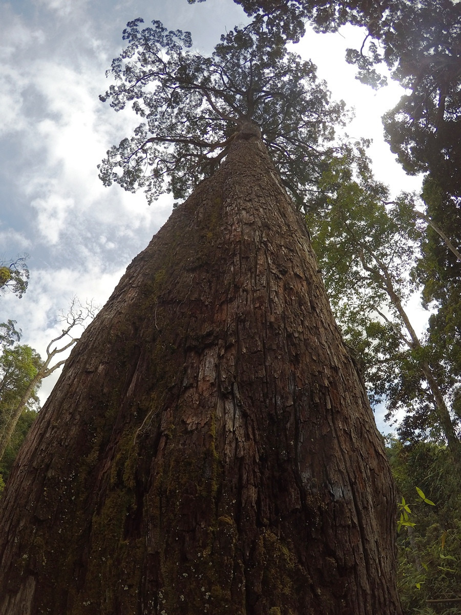 Nhiều cây pơmu cổ thụ có tuổi thọ đo được là hơn 1.800 năm.(Ảnh: Hùng Võ/Vietnam+)