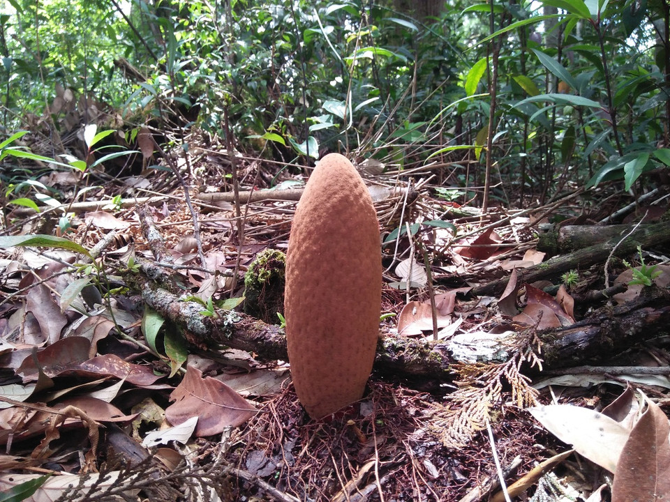 Một cây nấm có hình thù và màu sắc kỳ lạ trong quần thể pơmu cổ thụ tại huyện Tây Giang. (Ảnh: Hùng Võ/Vietnam+)