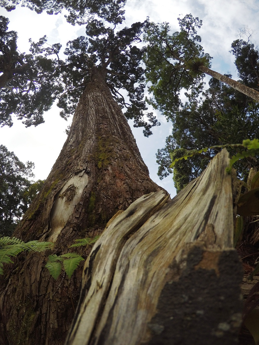 Quần thể cây pơmu ở Tây Giang có tổng diện tích khoảng 450ha nằm ở độ cao gần 1.500 mét so với mực nước biển. Trong đó, nhiều cây pơmu cổ thụ có tuổi thọ đo được là hơn 1.800 năm. (Ảnh: Hùng Võ/Vietnam+)