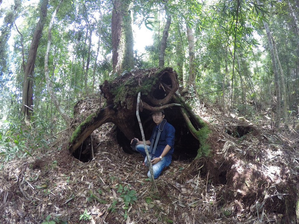 Cây pơmu này có hình dáng như hàm con ếch khổng lồ. (Ảnh: Hùng Võ/Vietnam+)