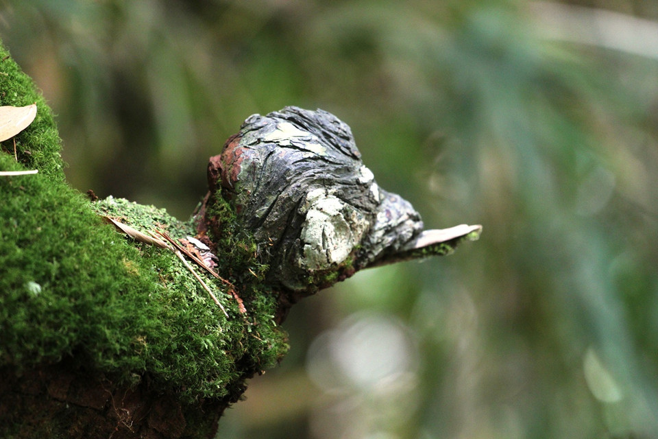 Trên gốc một cây pơmu có hình dáng kỳ lạ như đầu con chim. (Ảnh: Hùng Võ/Vietnam+)