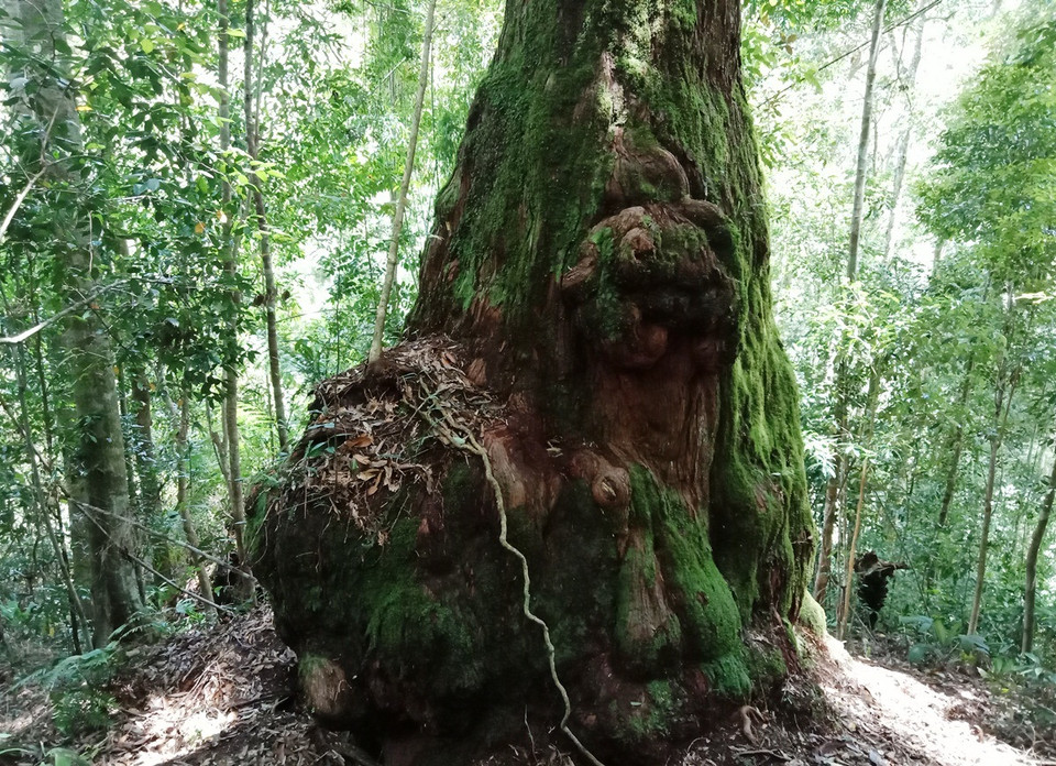Một gốc cây pơmu có hình thù kỳ lạ giống hình con nghê đang ngồi. (Ảnh: Hùng Võ/Vietnam+)