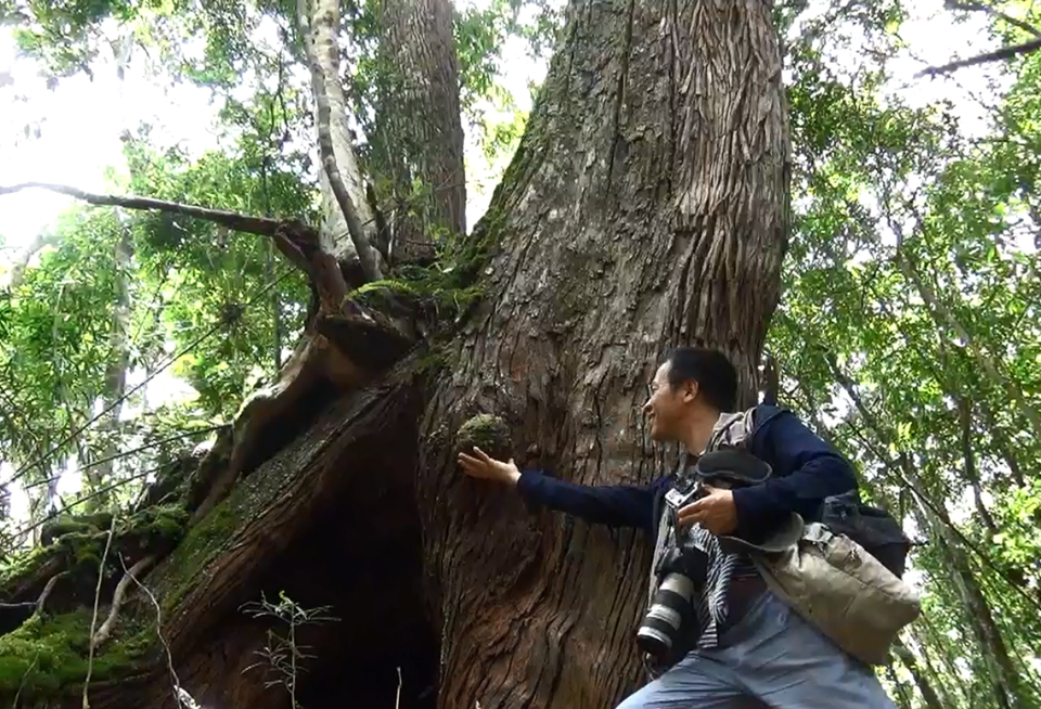 Hình thù kỳ lạ trên thân cây pơmu cổ thụ. (Ảnh: Hùng Võ/Vietnam+)