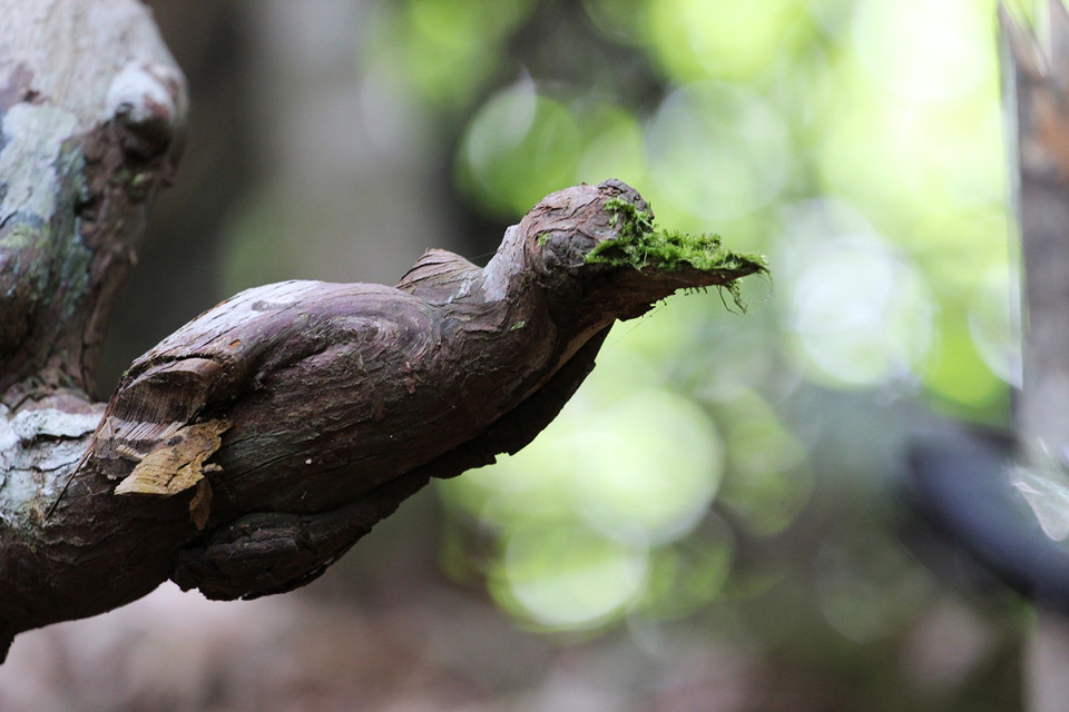 Hình dáng trông giống con chim trên cành một cây pơmu cổ thụ. (Ảnh: Hùng Võ/Vietnam+)