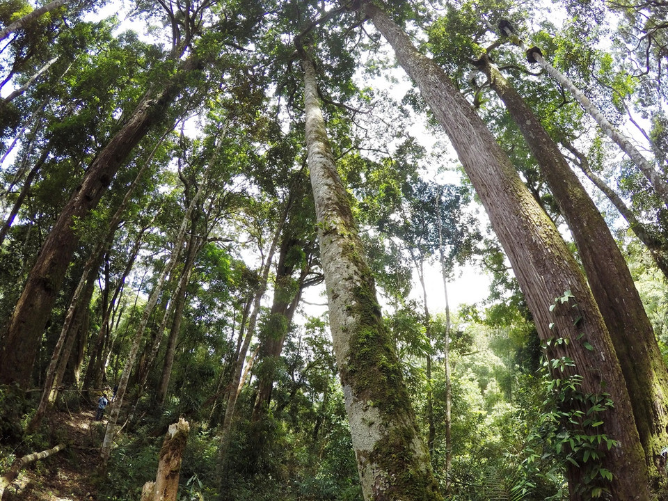 Việc công nhận di sản đối với quần thể 725 cây pơmu sẽ là biện pháp cấp thiết để làm cơ sở bảo tồn loài cây quý này. (Ảnh: Hùng Võ/Vietnam+)