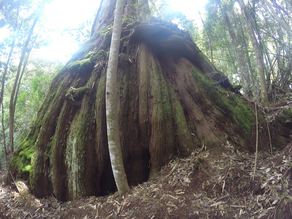 Cây gỗ pơmu hiện nay được xếp vào hạng nguy cấp trong “sách đỏ” Việt Nam. (Ảnh: Hùng Võ/Vietnam+)